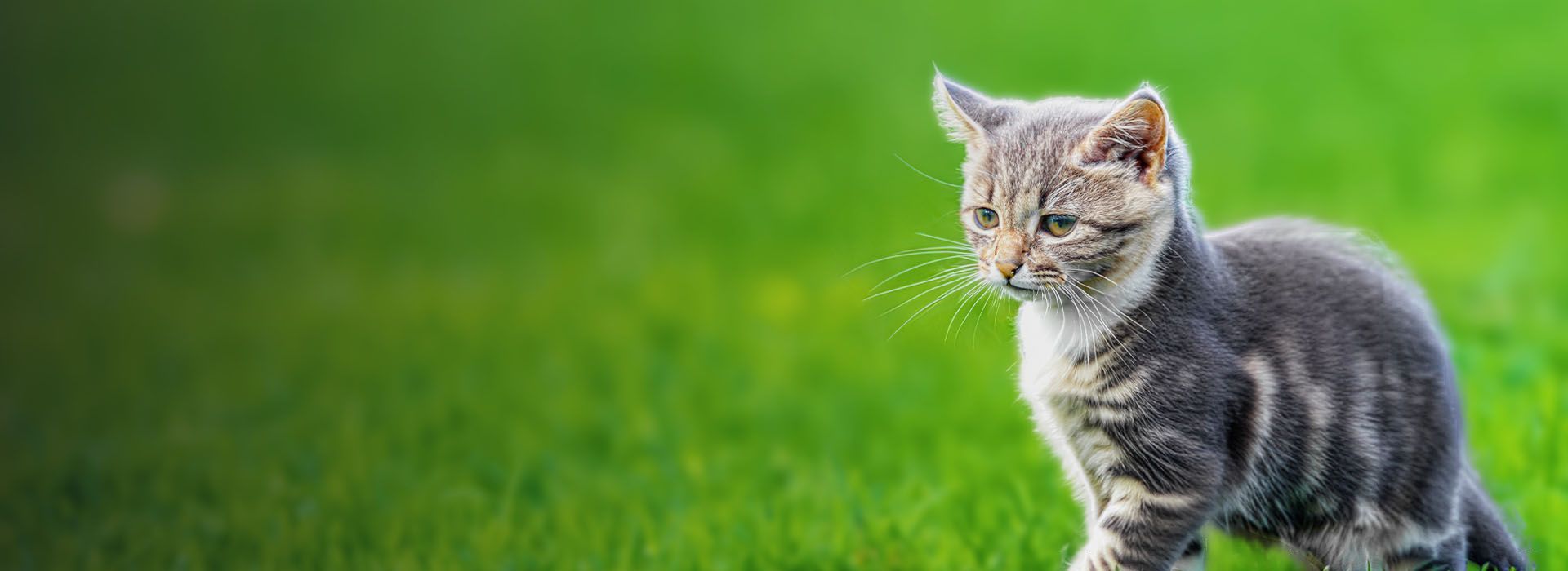 diffuse grass in the background, a brown and gray tabby cat, with a white chest, looking forward and down, walking towards it
