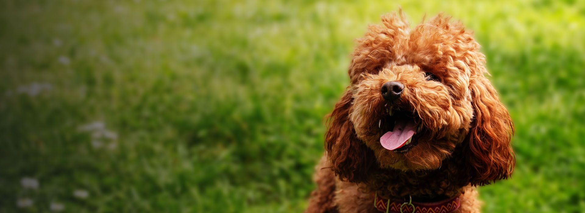 With a green grass in the background is a happy brown poodle with its tongue sticking out and its face facing forward