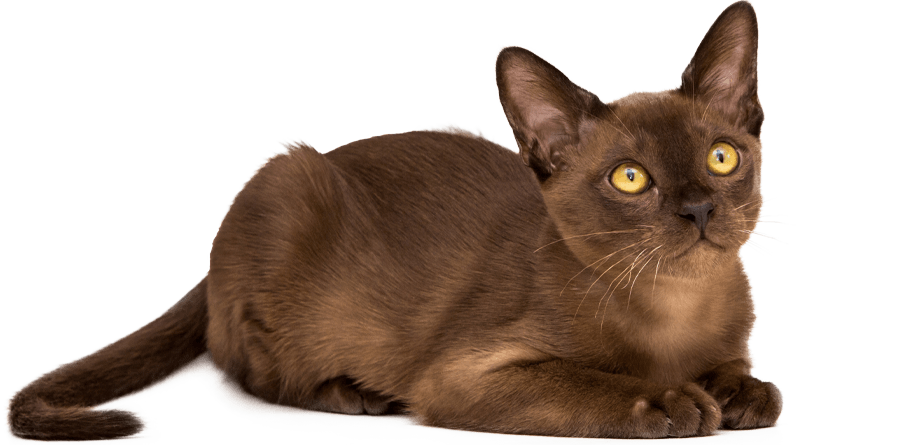 burnese brown cat lying down