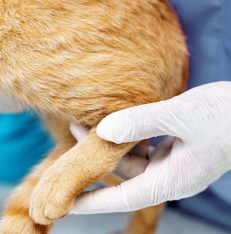 vet holding cat's paw