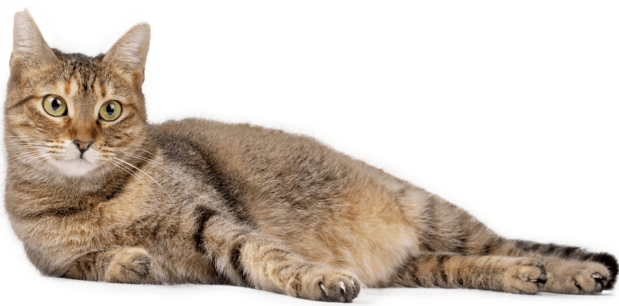 tabby cat lying down resting