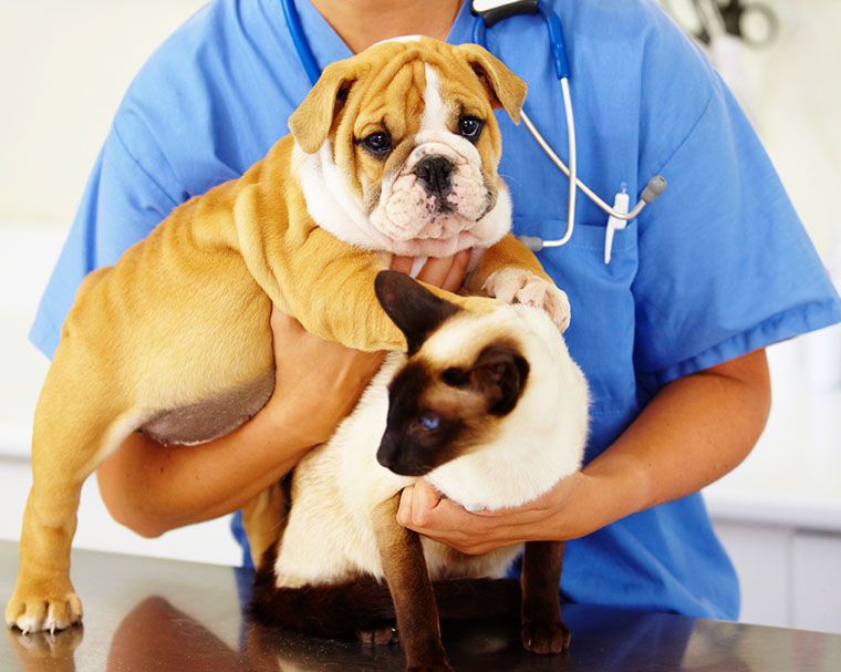 vet woman with dog and cat