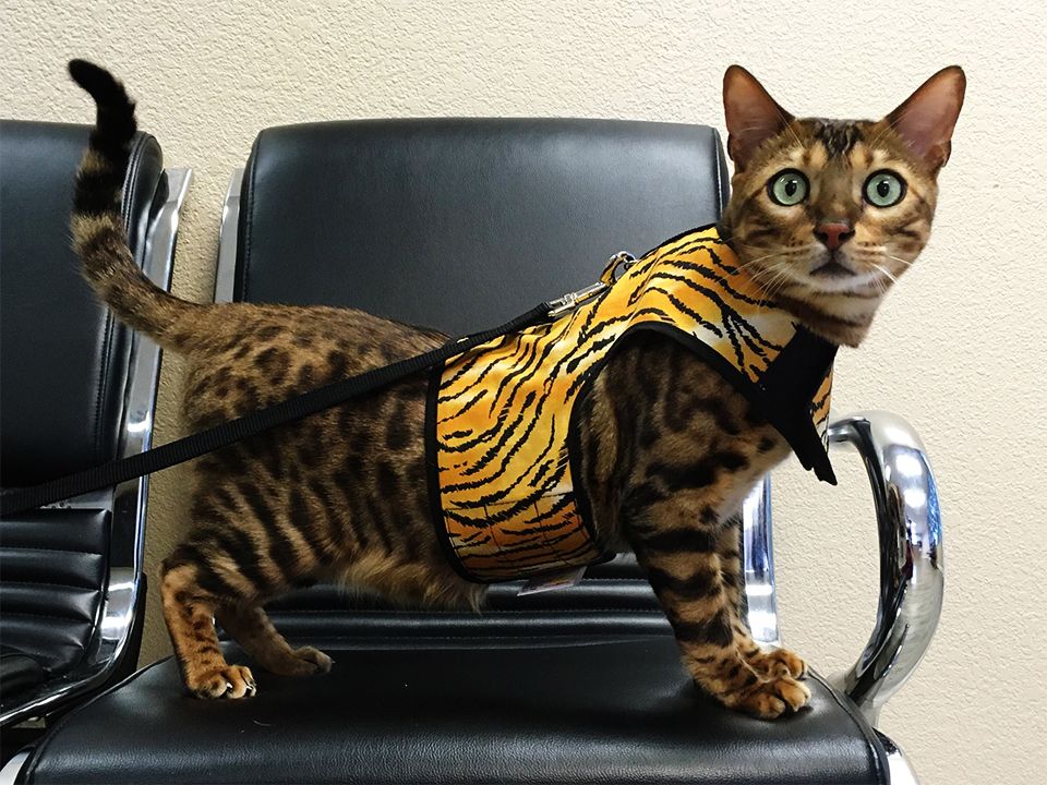 striped cat with yellow and orange shirt on a chair